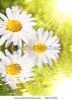 daisy-flowers-in-summer-with-water-reflection-thumbnail