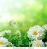 white-flowers-on-green-background-thumbnail