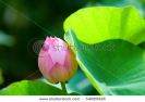 close-up-of-blooming-lotus-flower-with-leaves-54689428-thumbnail