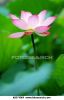 single-lotus-flower-k0574064-thumbnail