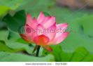 close-up-of-beatiful-pink-lotus-55174381-thumbnail