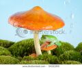 white-lipped-tree-frog-on-a-toadstool-or-mushroom-hiding-for-the-rain-54151900-thumbnail