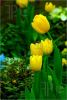 four-yellow-tulips-205502-thumbnail