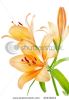 lilies-isolated-over-white-background-thumbnail