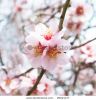 almond-tree-pink-flowers-with-branches-thumbnail