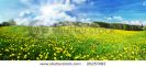 beautiful-spring-panoramic-shot-with-a-dandelion-meadow-and-shining-sun-26257483-thumbnail
