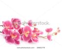 pink-orchid-on-a-white-background-26651779-thumbnail