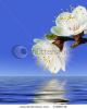 flower-above-water-thumbnail