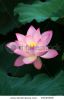 close-up-of-beatiful-pink-lotus-19430929-thumbnail