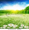 field-of-daisies-forest-and-sun-46844608-thumbnail