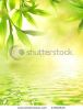 bamboo-leaves-reflected-in-rendered-water-thumbnail