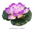 lotus-42196030-thumbnail