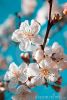 spring-cherry-blossoms-thumb9625728-thumbnail