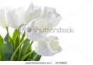 white-tulips-isolated-over-white-background-10798687-thumbnail