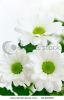 beautiful-white-chrysanthemum-flowers-with-green-centre-24409006-thumbnail