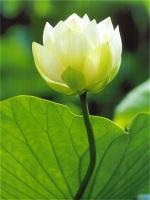 white-lotus-2