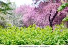 vivid-spring-landscape-63319078-thumbnail