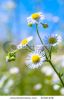 white-daisies-in-the-meadow-45321238-thumbnail