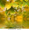 autumn-forest-36247675-thumbnail