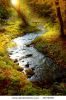 autumn-forest-2679090-thumbnail
