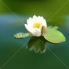 3135832-white-lotus-flower-thumbnail