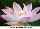 lotus-flower-k0709104-thumbnail