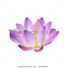 lotus-isolated-on-white-background-thumbnail