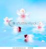 beautiful-cherry-tree-petals-on-the-float-shallow-dof-3239356-thumbnail