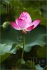 lotus-394991-thumbnail