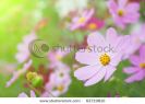 beautiful-flowers-cosmos-can-be-used-as-a-background-62719810-thumbnail