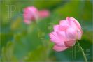 beautiful-lotus-1246000-thumbnail