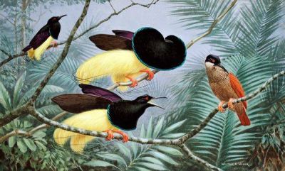 Chim thiên đường loại có 12 sợi lông mảnh ở đuôi.