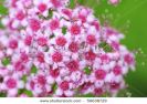 background-of-pink-flower-blossoms-56638729-thumbnail