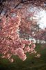 cherry-tree-in-bloom-close-up-73118812-thumbnail