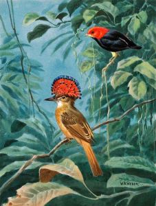 Chim giẻ quạt hoàng gia (Royal Flycatcher) và một con Manakin mũ đỏ.