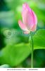 beautiful-lotus-bud-43366396-thumbnail