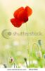 close-up-of-a-red-poppy-with-buds-56107690-thumbnail