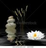 zen-abstract-of-grey-spa-stones-a-white-lotus-lily-and-wild-grasses-thumbnail