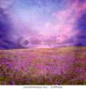pink-sunset-is-in-the-flower-field-57941122-thumbnail