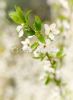 spring-white-blossoms-thumbnail