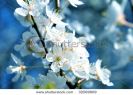 spring-tree-flowers-32569669-thumbnail