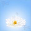 lotus-flower-beauty-949504-thumbnail