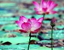 beautiful-lotus-flower-image-at-the-water-gardens-thumbnail