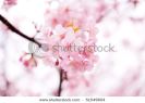 cherry-blossom-in-japan-on-spring-51549604-thumbnail