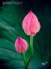 pink-lotus-98078987-thumbnail