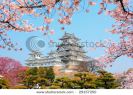 himeji-castle-surrounded-by-cherry-blossom-29157250-thumbnail