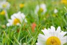 white-daisy-romantic-meadow-756240-thumbnail