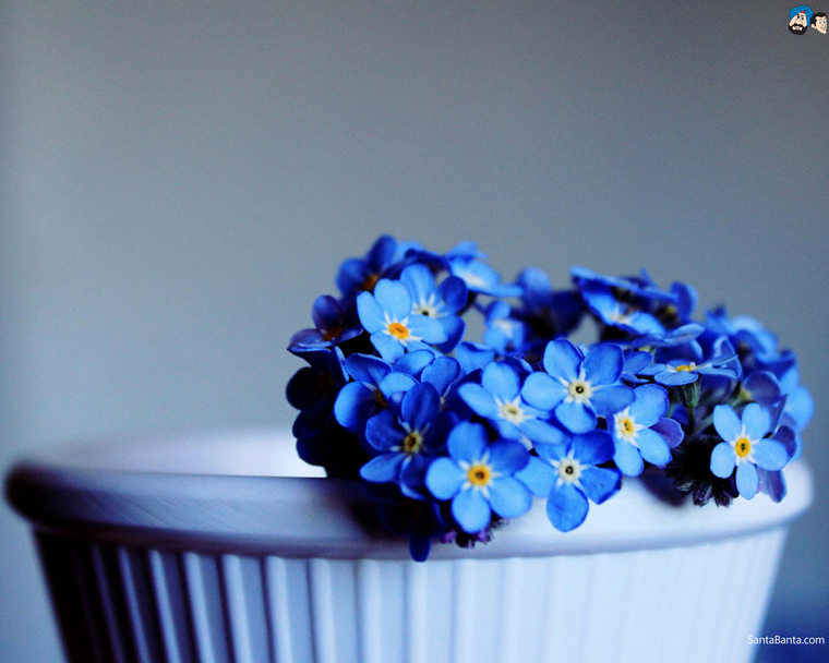 forget-me-not-13a