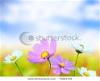 beautiful-flowers-71693719-thumbnail