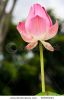 beautiful-lotus-thailand-62936944-thumbnail